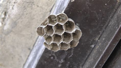 蜜蜂家裡築巢
